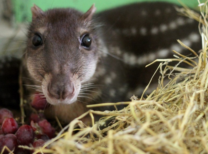Пака (cuniculus Paca