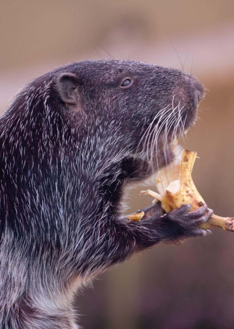Dinomys branickii