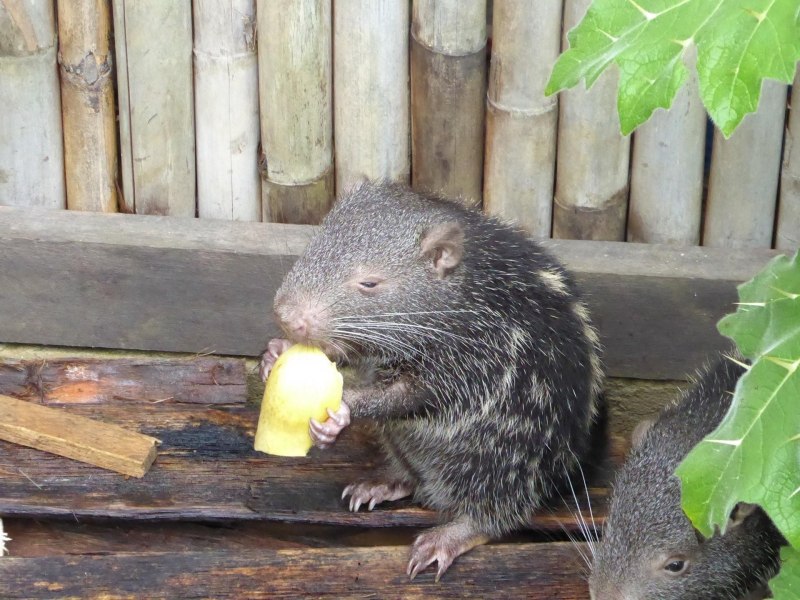 Dinomys branickii