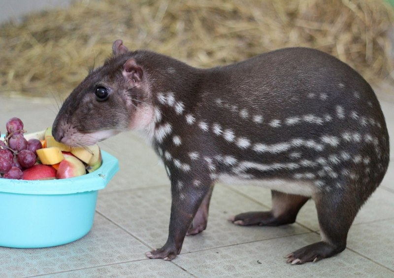 Пака (cuniculus Paca