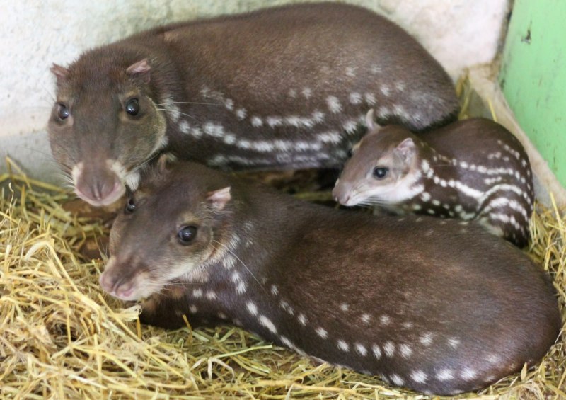 Пака (cuniculus Paca
