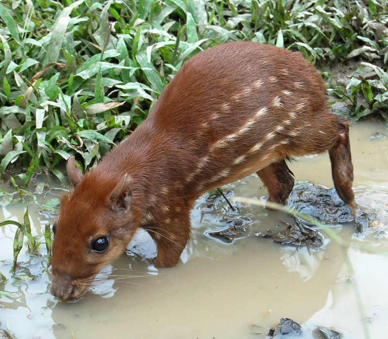 Пака (cuniculus Paca