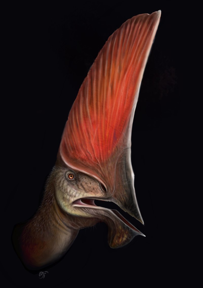 Tupandactylus navigans