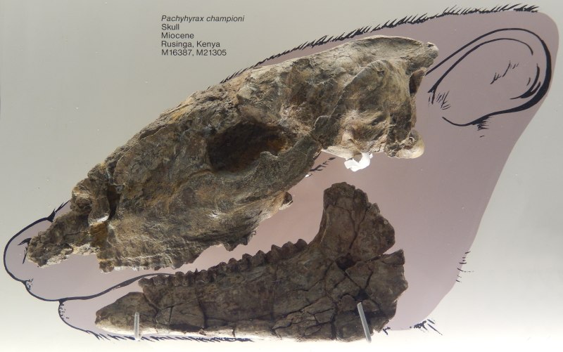 Kvabebihyrax