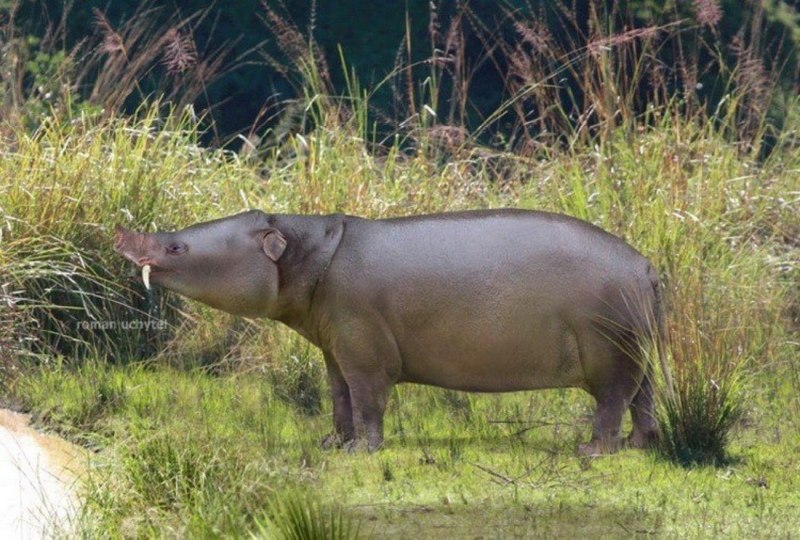 Меритерий (Moeritherium)