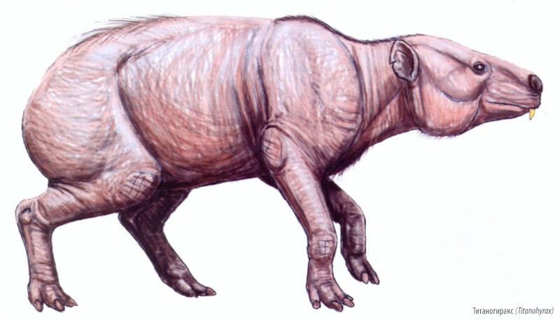 Sinotherium lagrelii