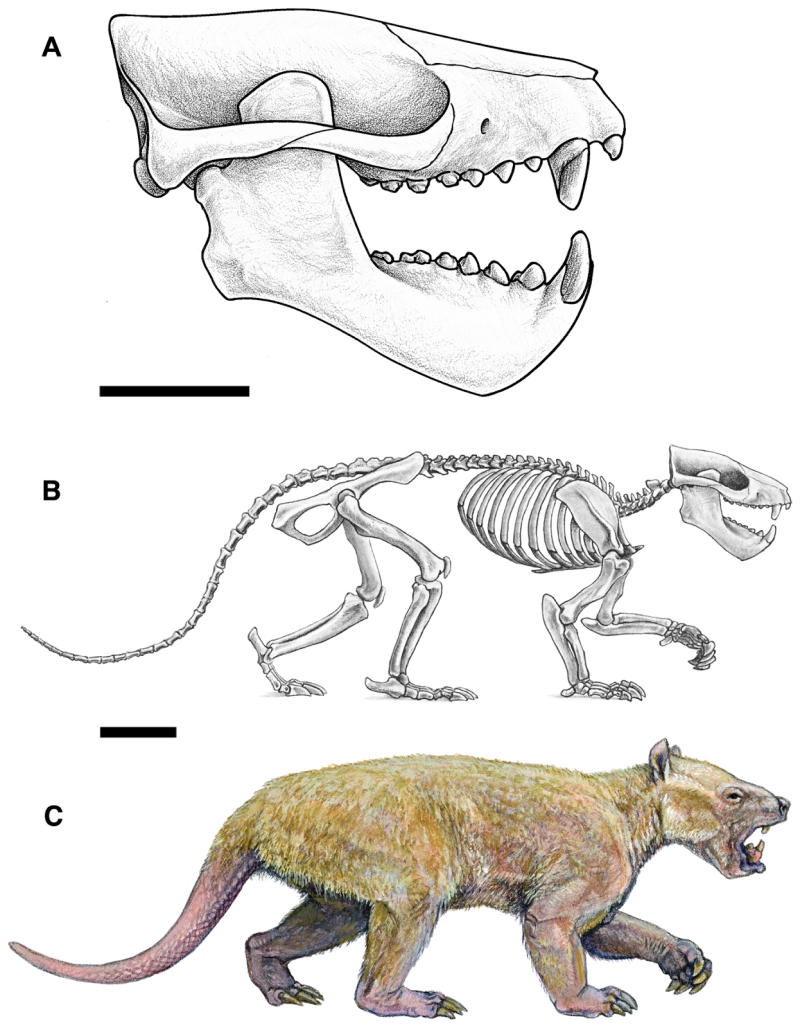 Notochoerus euilus