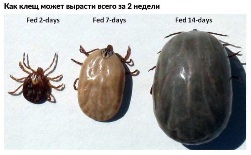 Напившийся Энцефалитный клещ