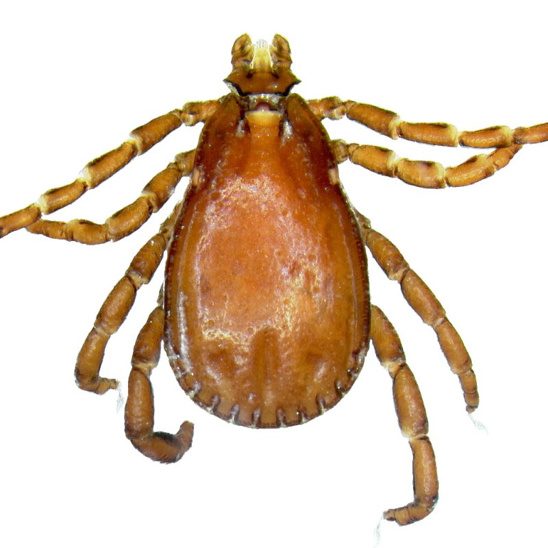 Клещ Rhipicephalus sanguineus