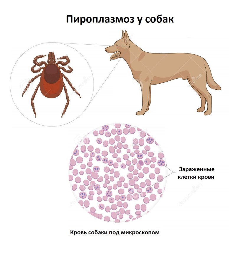 Бабезиоз цикл развития