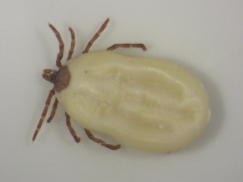 Собачий клещ Rhipicephalus sanguineus