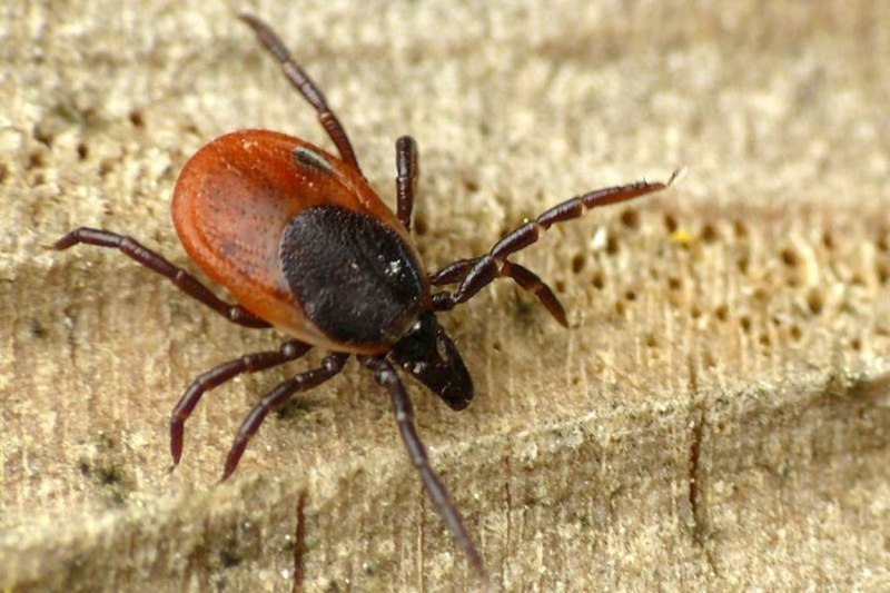 Клещ Ixodes Ricinus