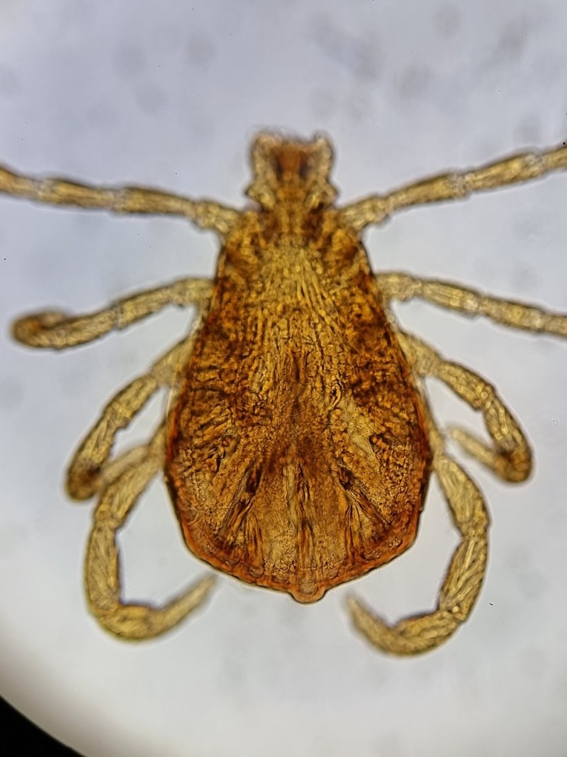 Ixodes trianguliceps клещ