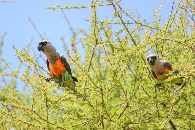 Poicephalus rufiventris