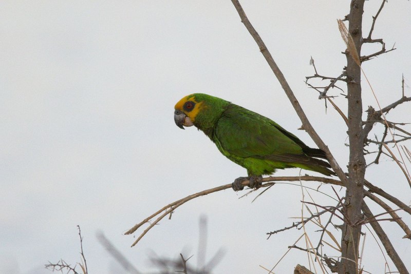 Poicephalus flavifrons