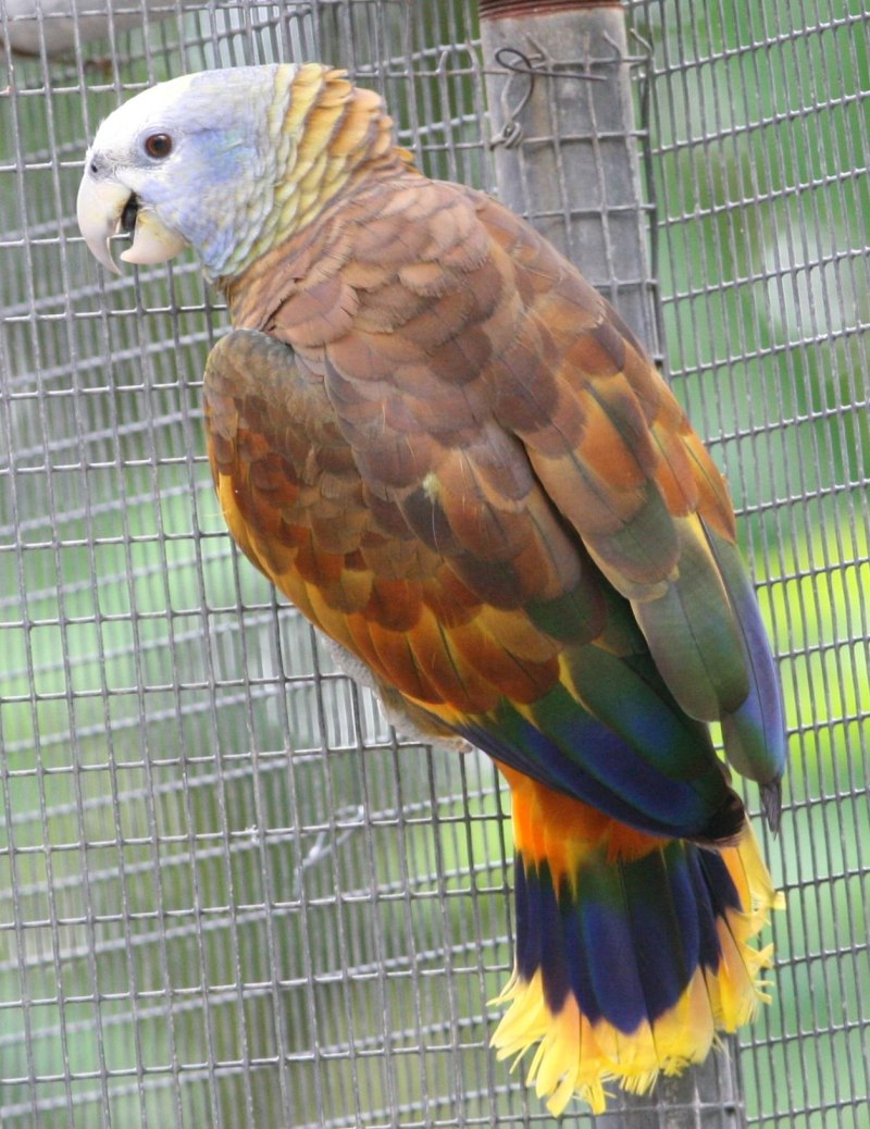 Королевский Амазон