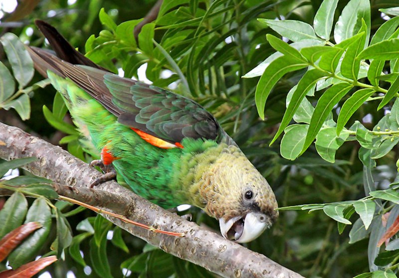 Cape Toucan