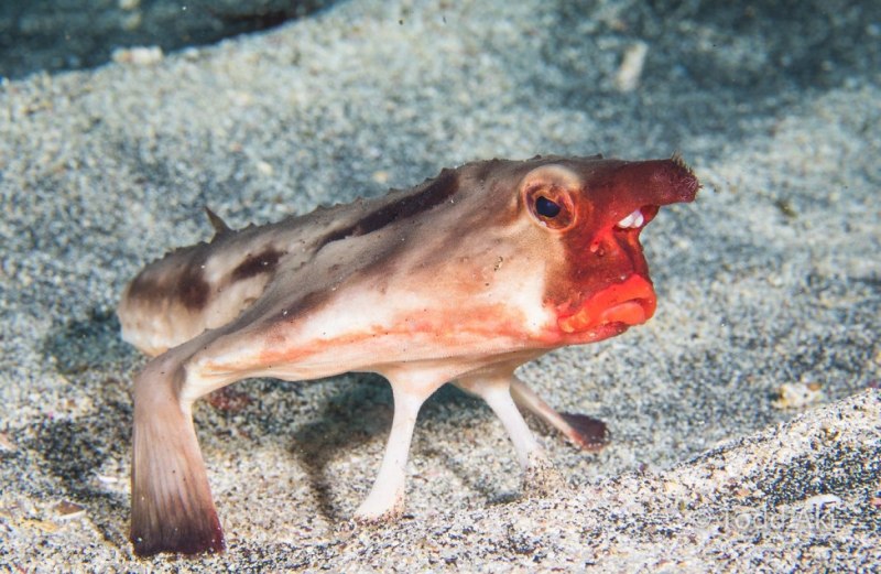 Морской нетопырь Дарвина