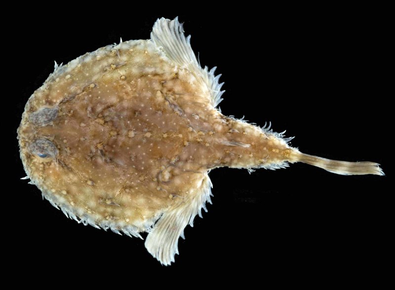 Halieutichthys aculeatus