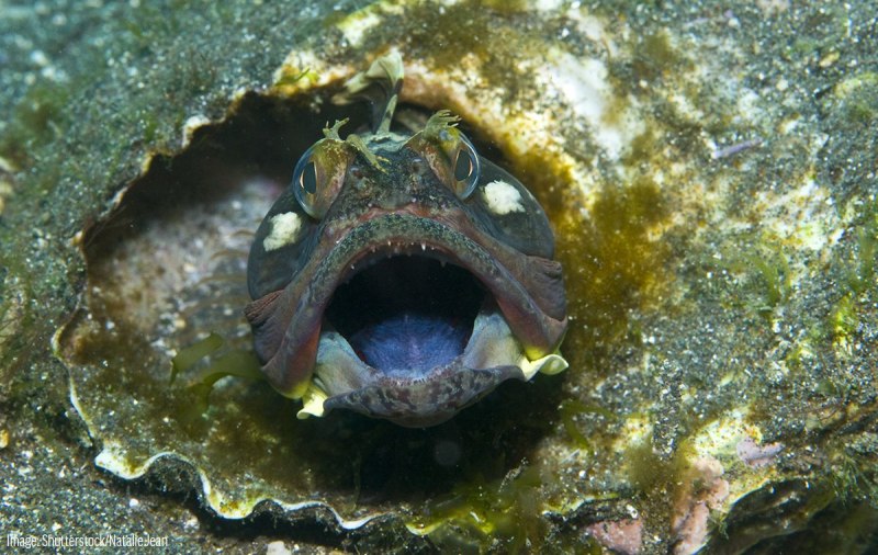 Sarcastic Fringehead
