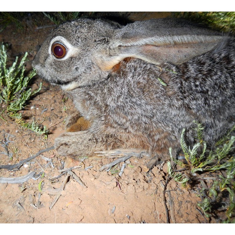 Bunolagus monticularis