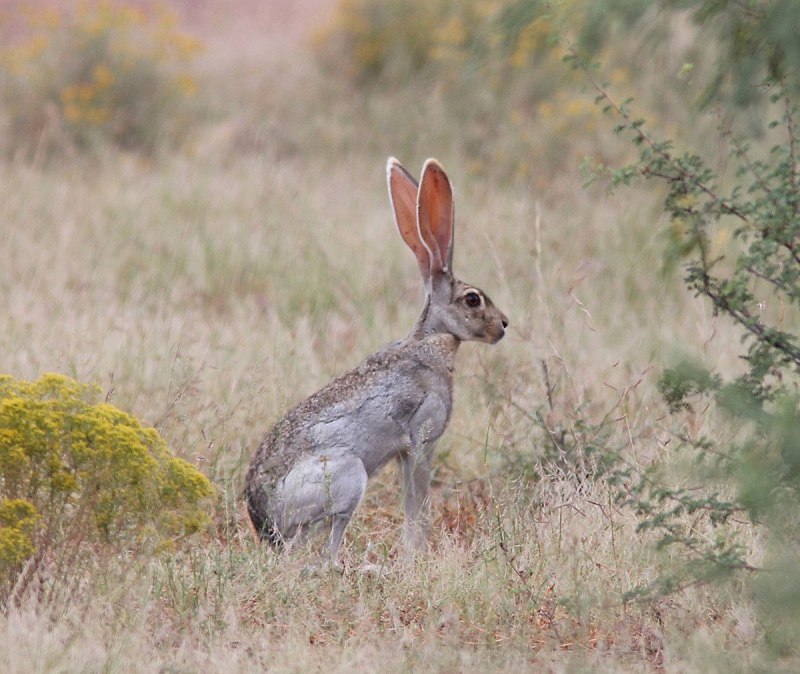 Lepus alleni