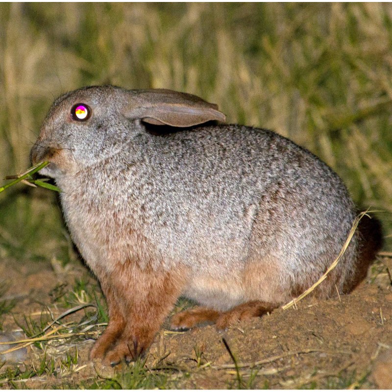 Pronolagus