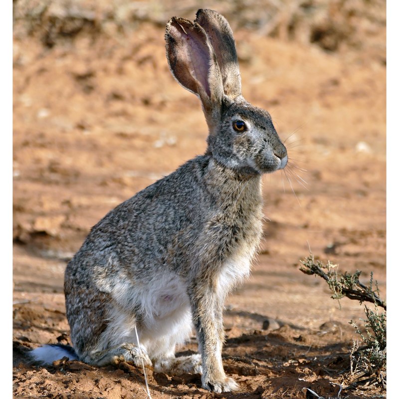 Заяц-толай (Lepus Tolai)