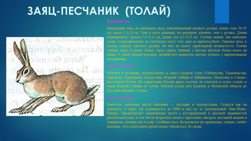Заяц Забайкалье