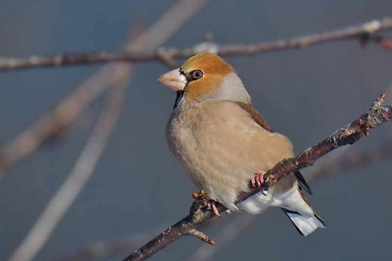 Дубонос coccothraustes coccothraustes