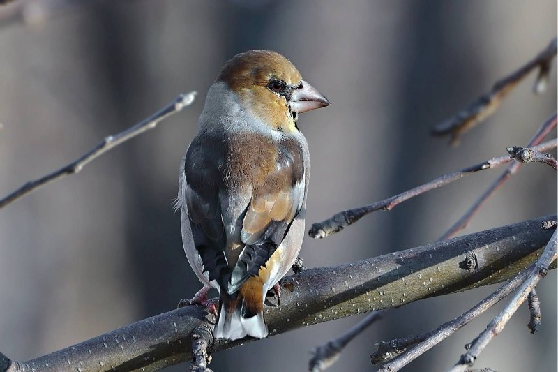 Дубонос coccothraustes coccothraustes
