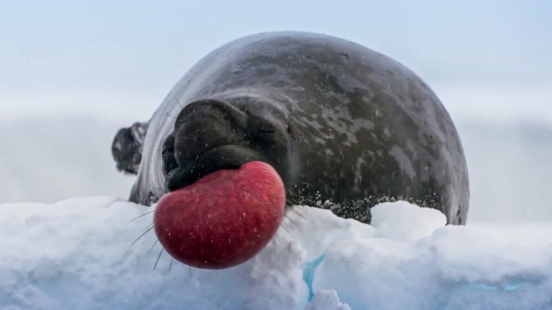Frozen Planet II