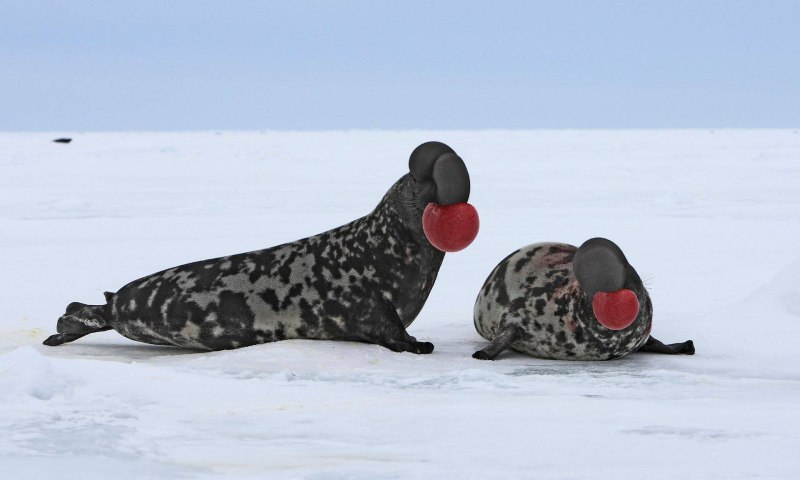 Хохлач Арктический