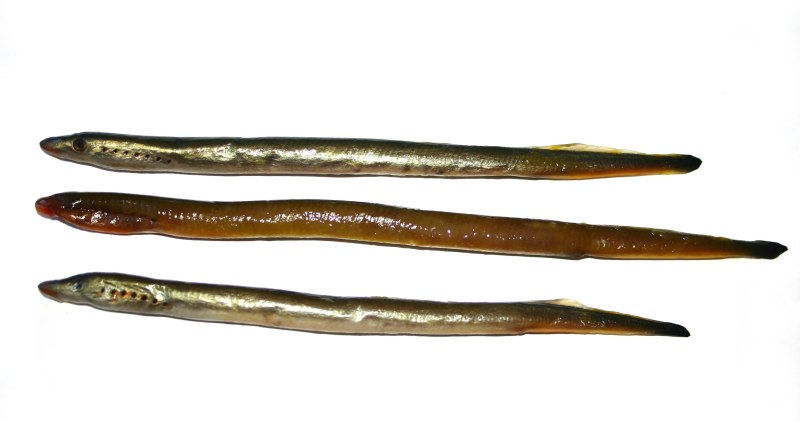 Минога ручьевая Сибирская – Lethenteron kessleri