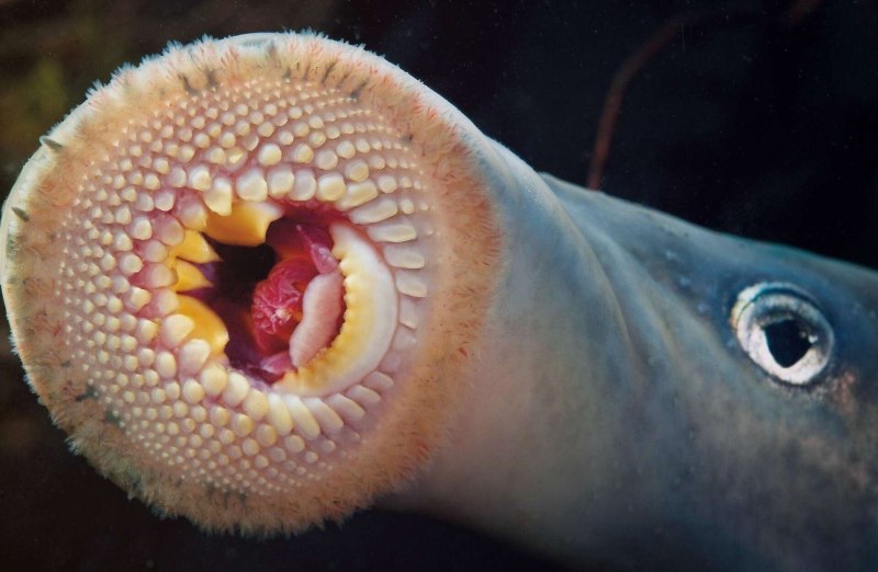 Морская минога (Petromyzon Marinus)