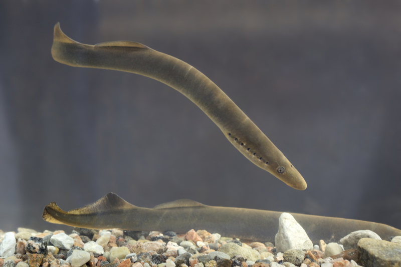 Минога Lampetra fluviatilis