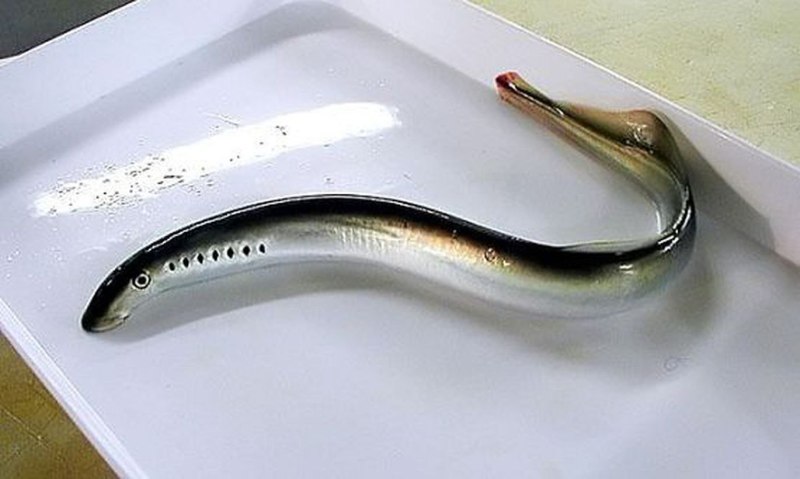 Минога финская