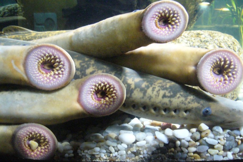 Морская минога (Petromyzon Marinus)