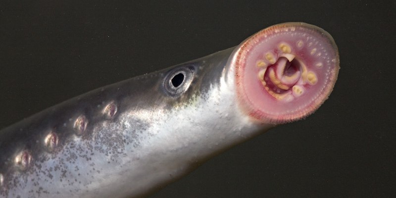Речная минога Lampetra fluviatilis