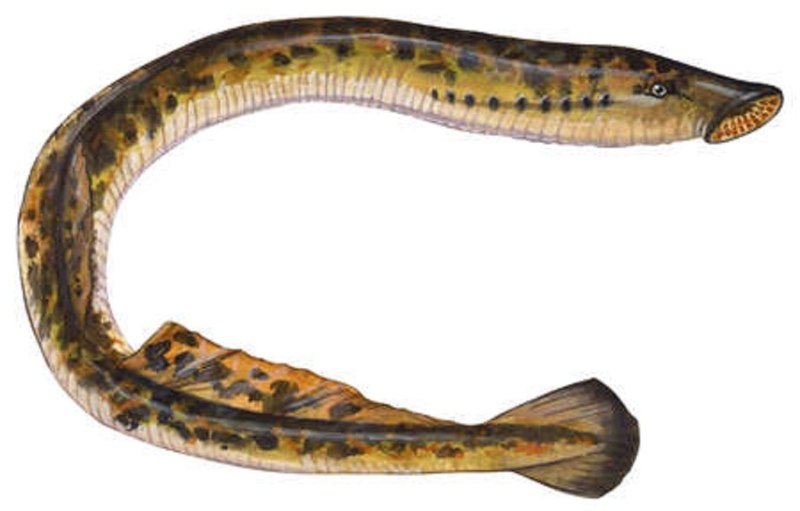 Морская минога (Petromyzon Marinus)