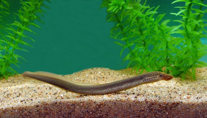 Каспийская минога Caspiomyzon wagneri