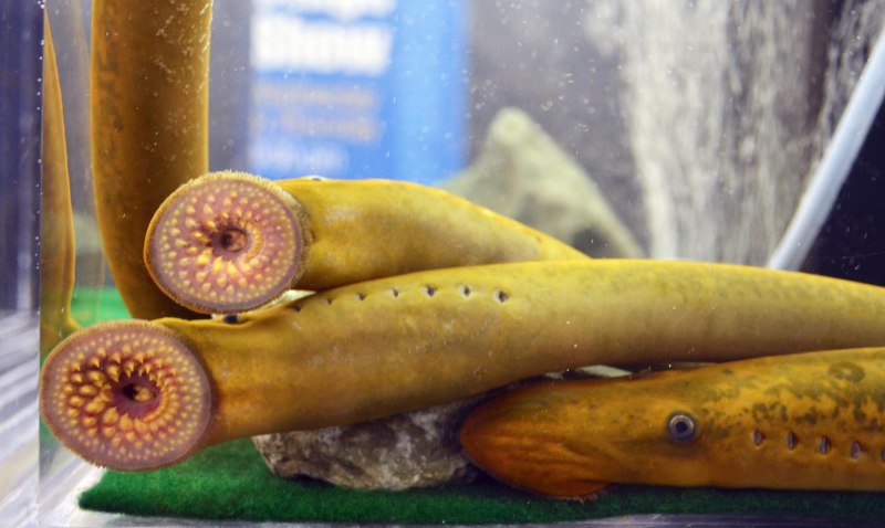 Морская минога (Petromyzon Marinus)