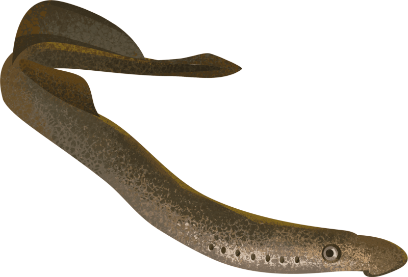 Минога Сибирская