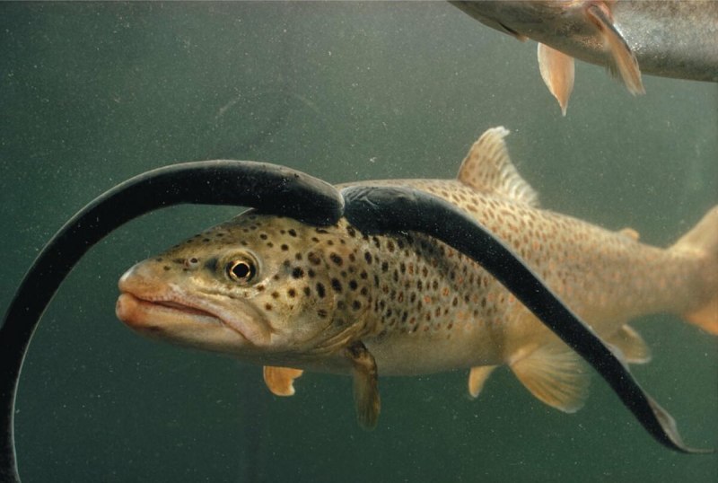 Морская минога (Petromyzon Marinus)