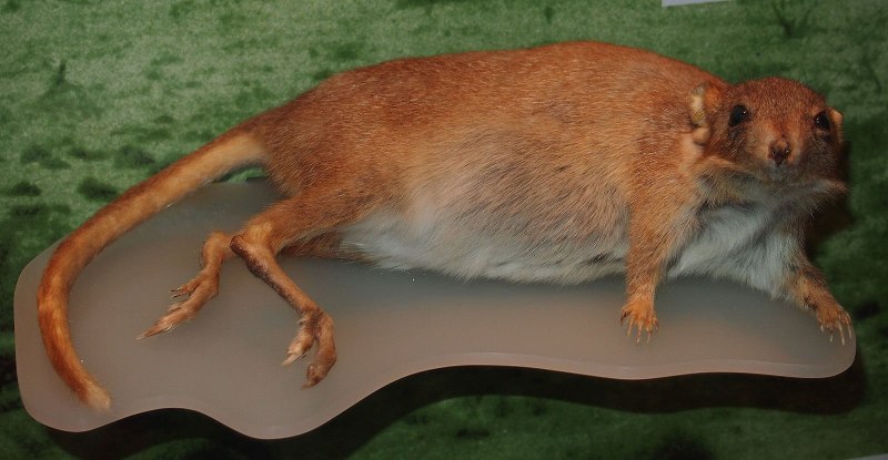 Бандикут сумка