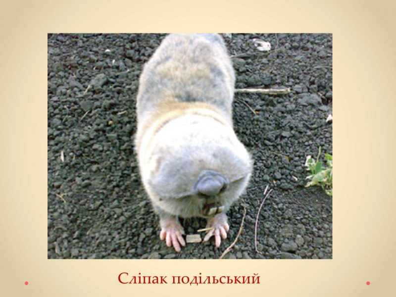 Щеня слепыш