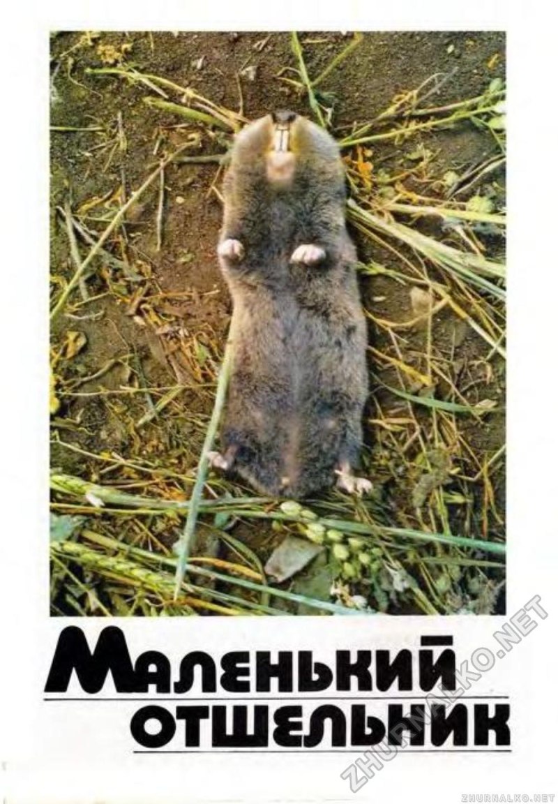 Малоглазый слепыш