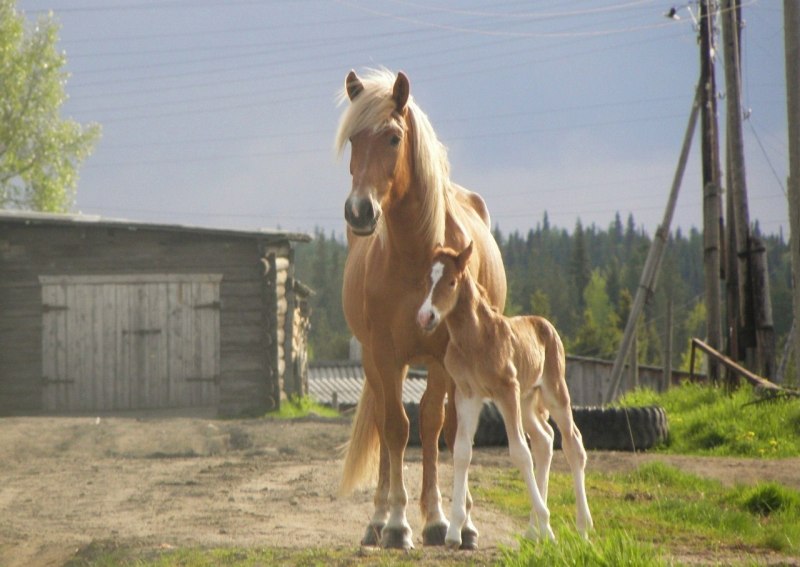 Мезенская лошадь