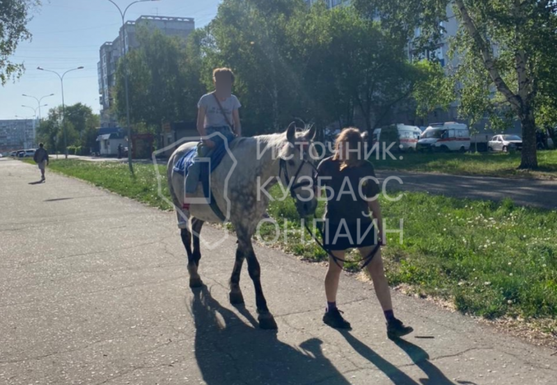 Лошадь на улице