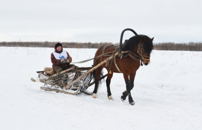 Мезенка лошадь